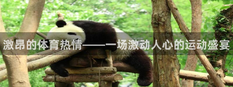 vsport体育：激昂的体育热情——一场激动人心的运动盛宴